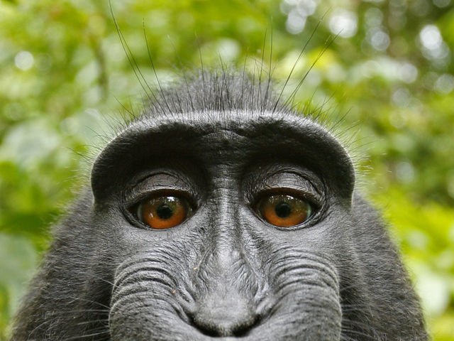 Monkey Selfie david slater